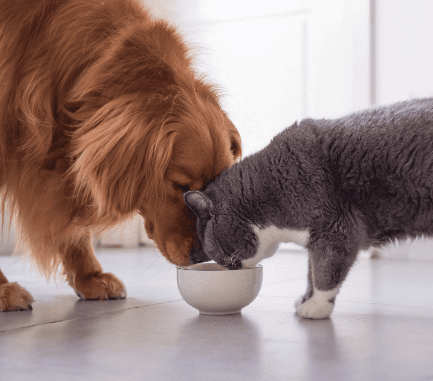 Dog and cat eating pet food