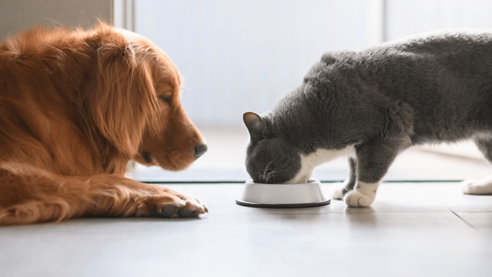 golden-retriever-cat-eating