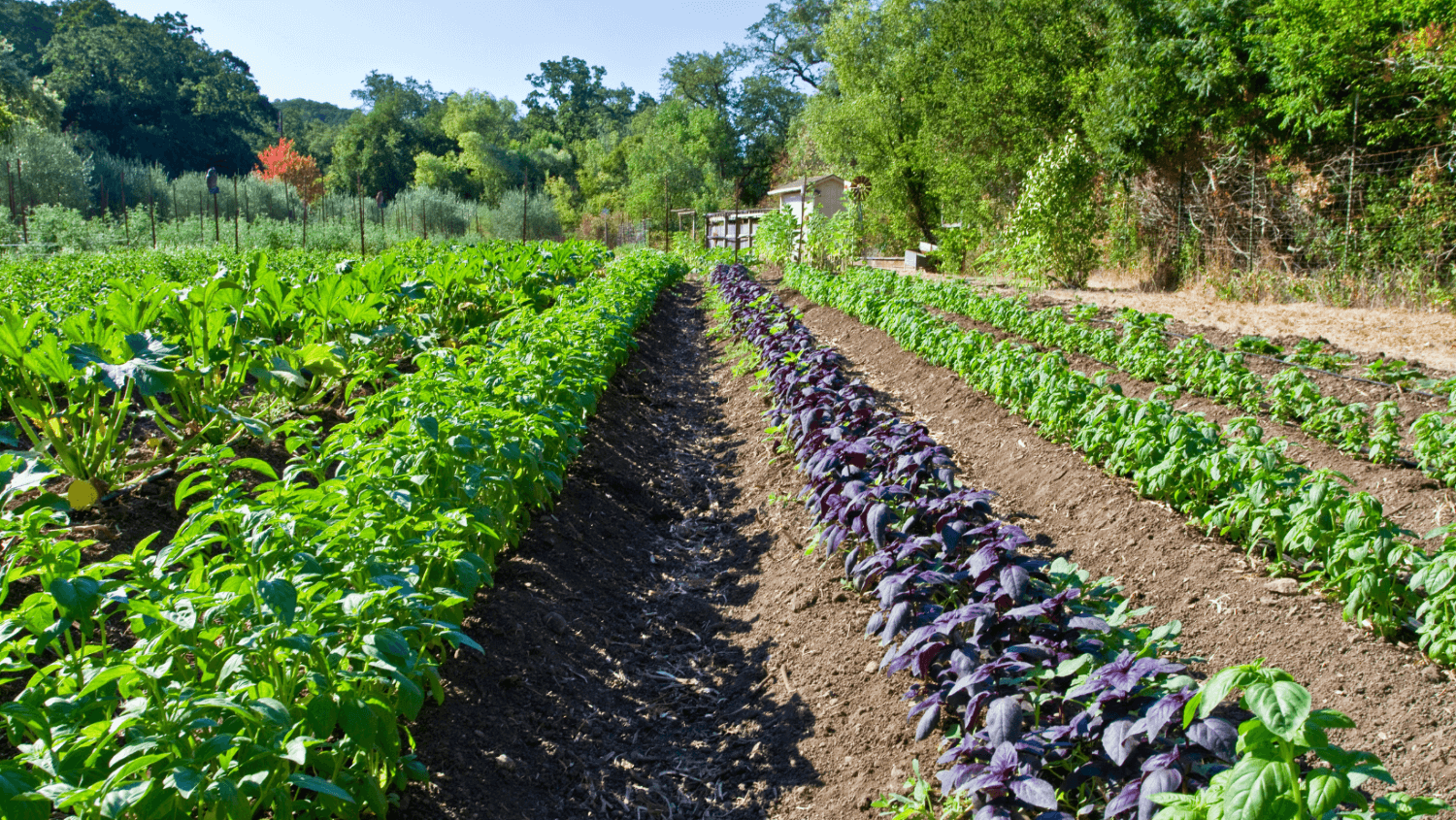 organic-farming-rows