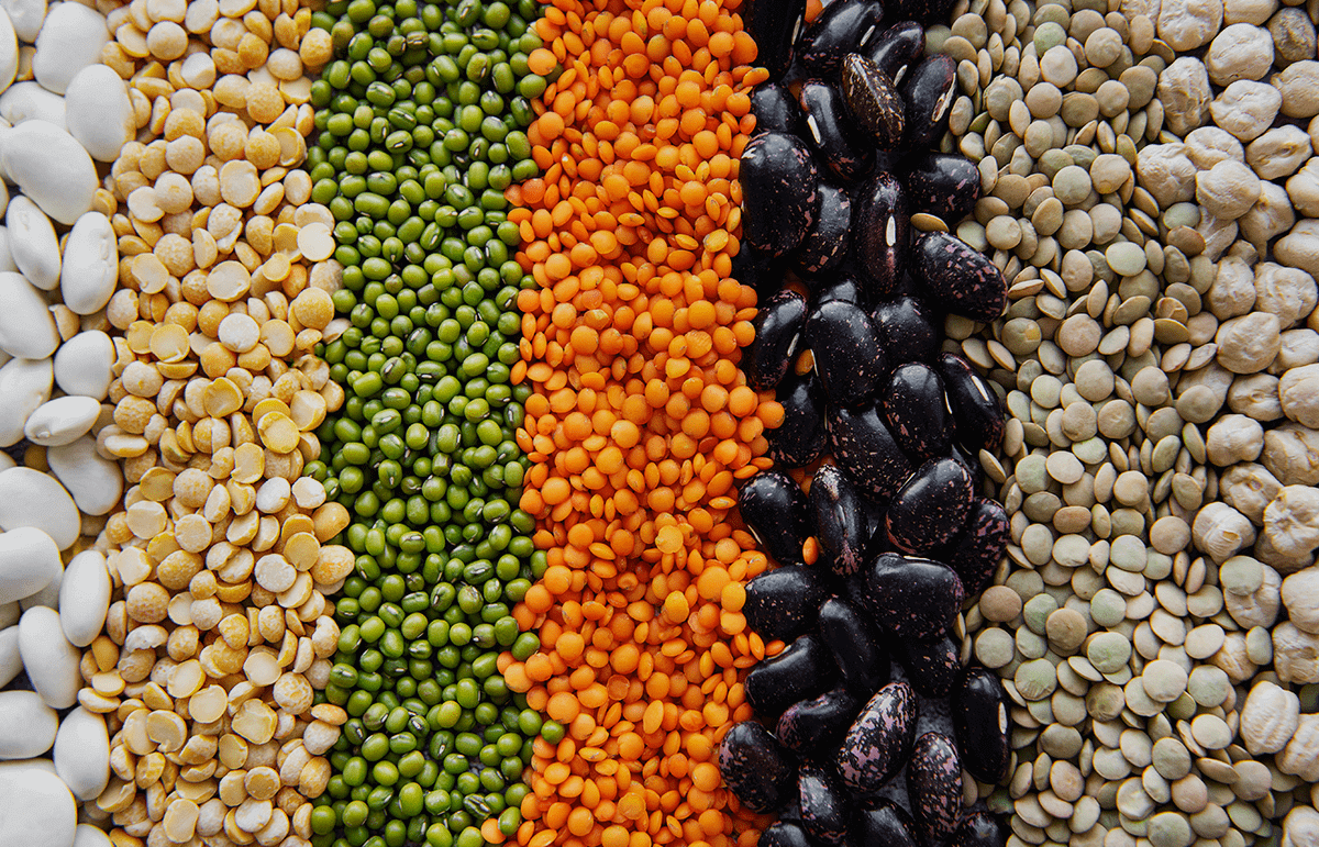 different grains laid next to each other