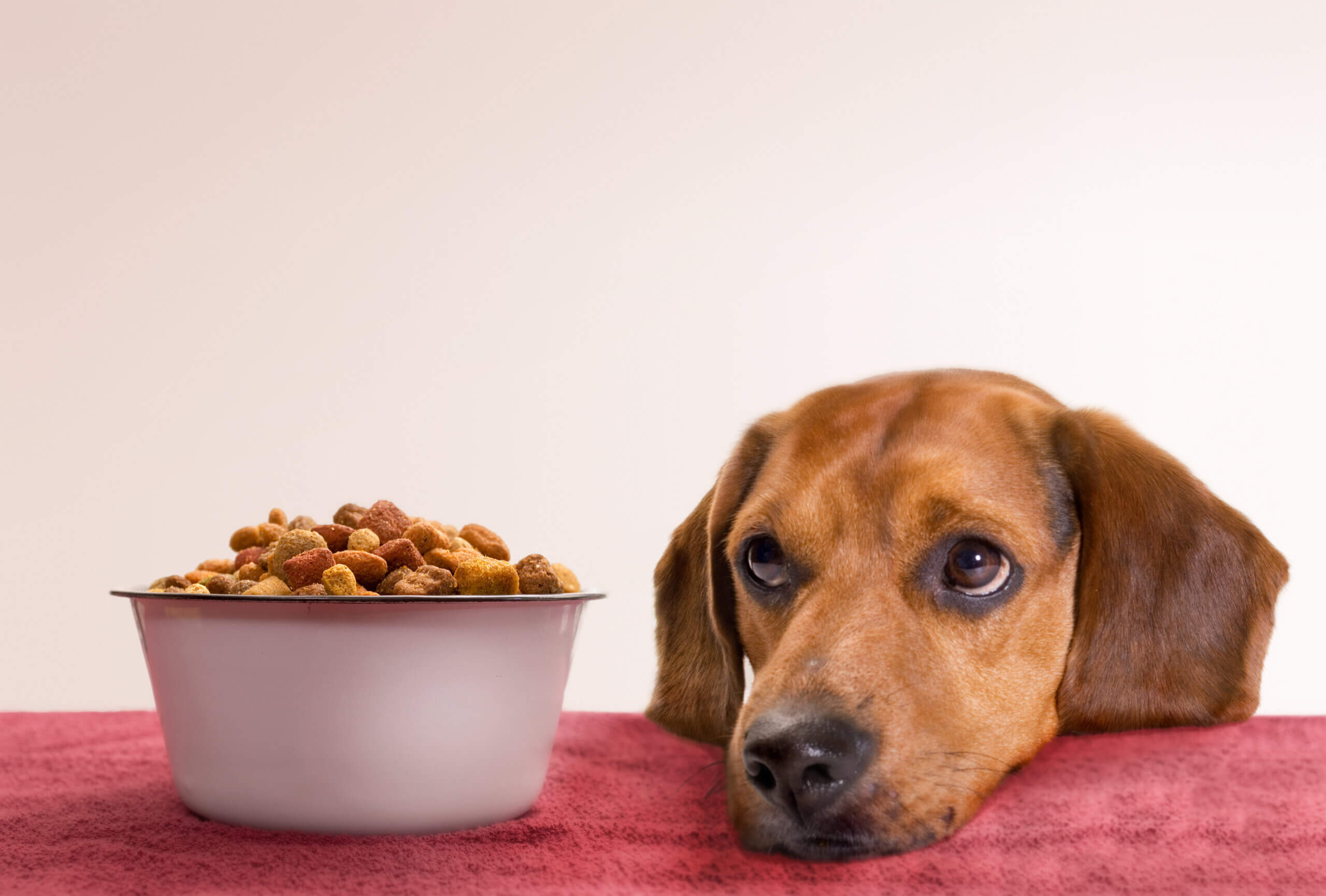 pet food ingredient trends